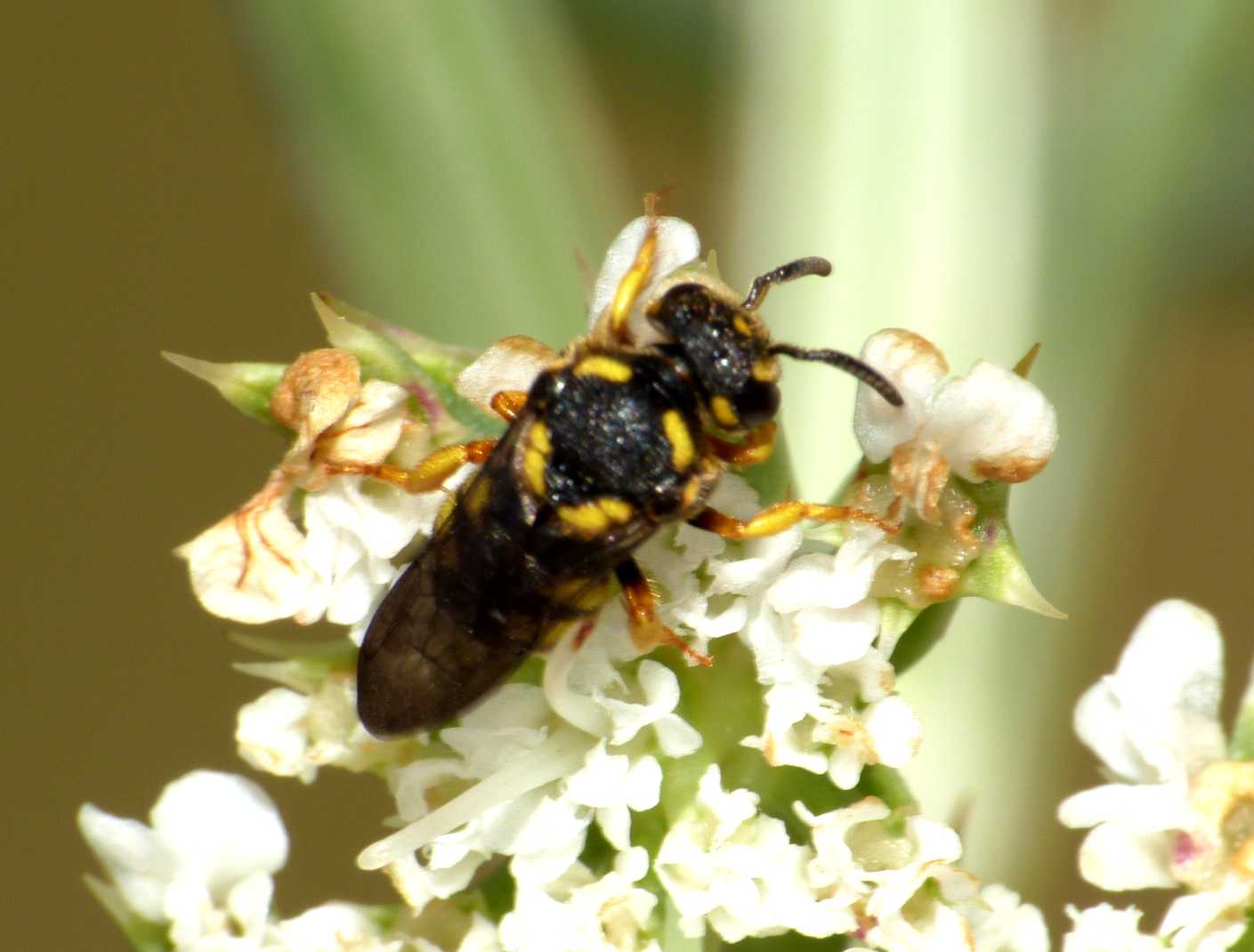 Anthidiellum strigatum?
